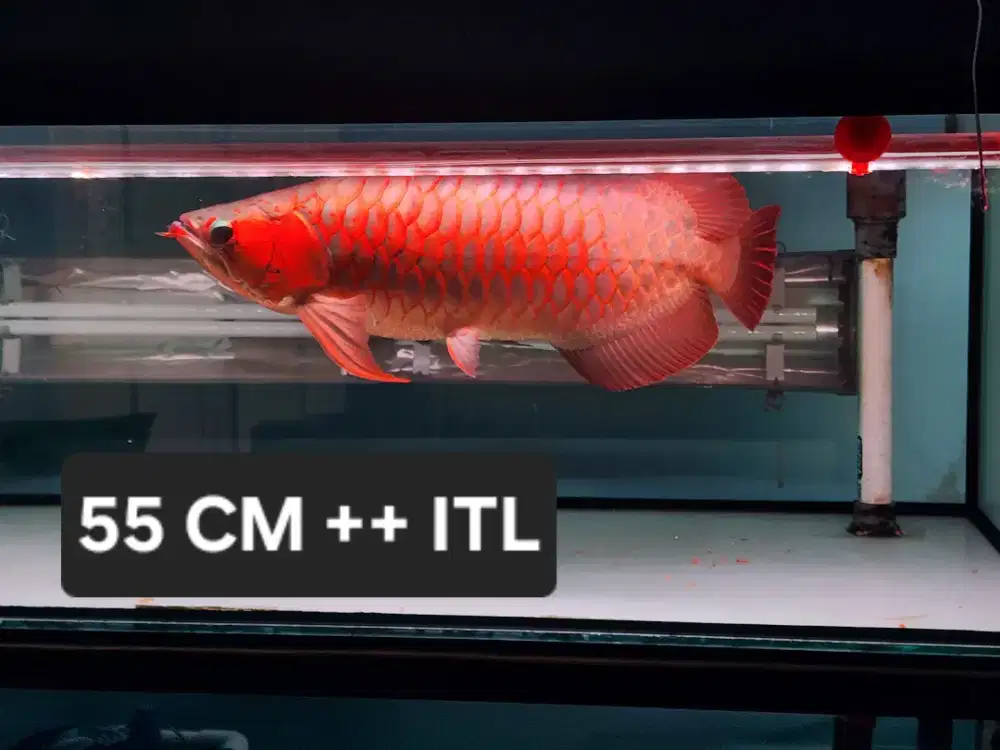Arwana super red jumbo