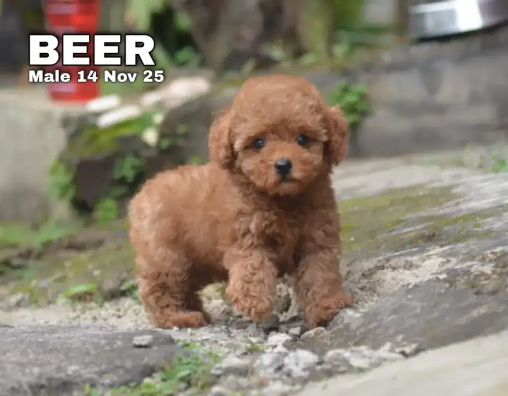 Red toy poodle Jantan