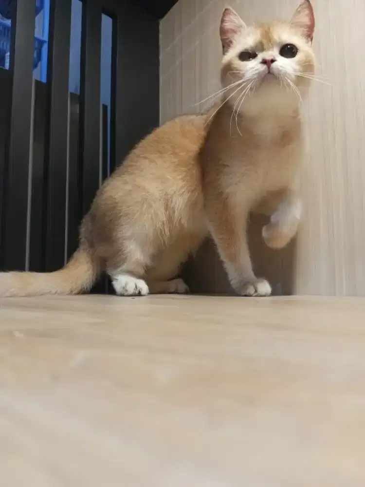 Bsh golden betina 1 tahun