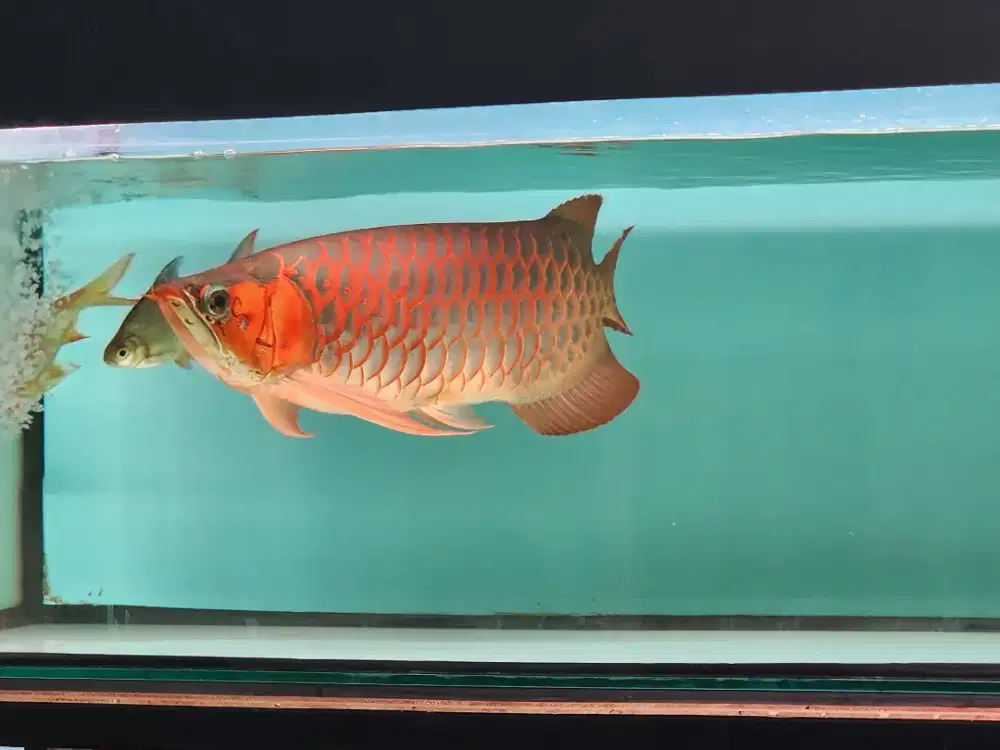 Arwana jumbo super red