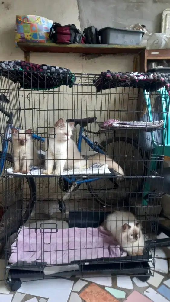 Ragdoll Open Adopt ada 3, bisa satuan.