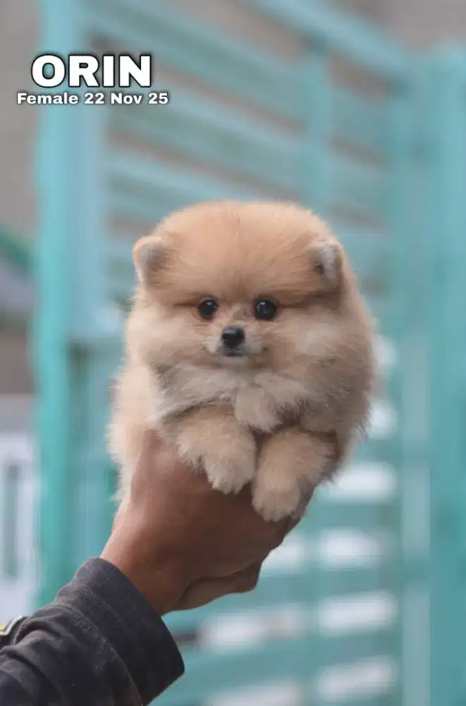 Mini pom betina
