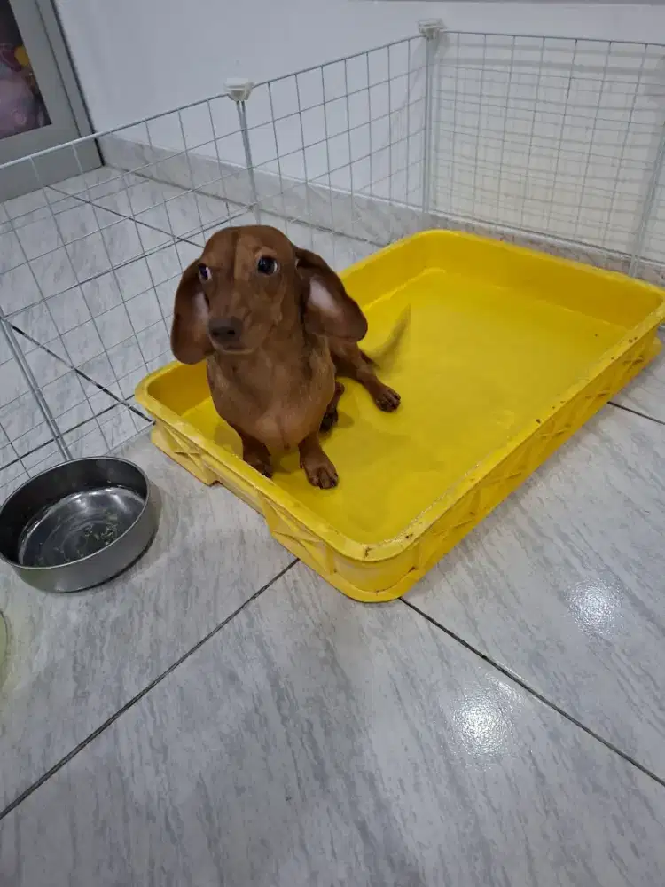 Dijual / open adopsi anjing tekel (Dachshund)