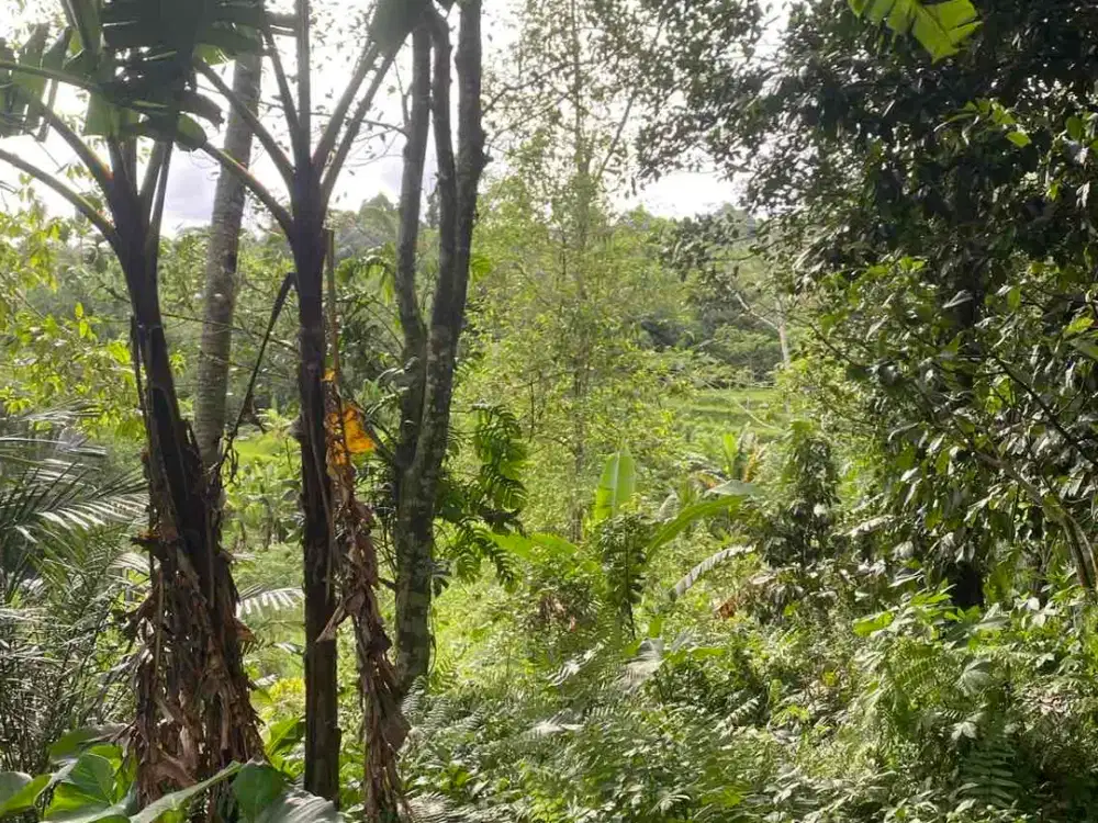 jual tanah mengesta penebel dekat jatiluwih