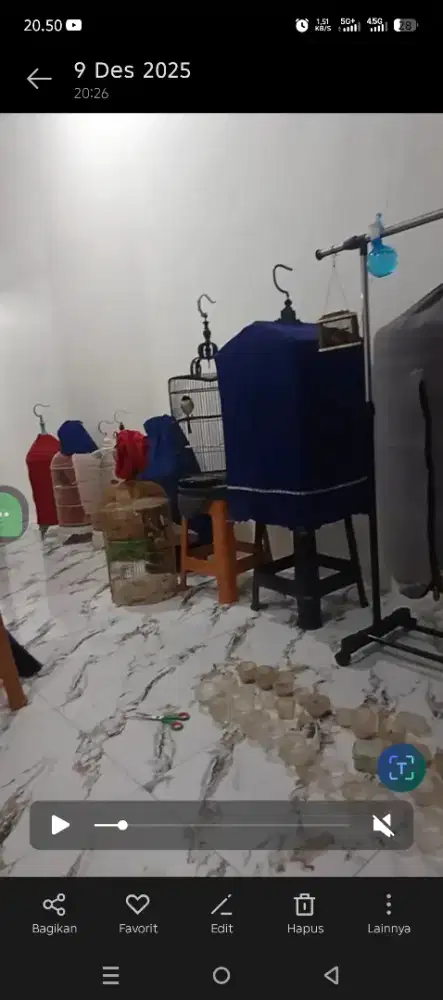 Jual burung masteran