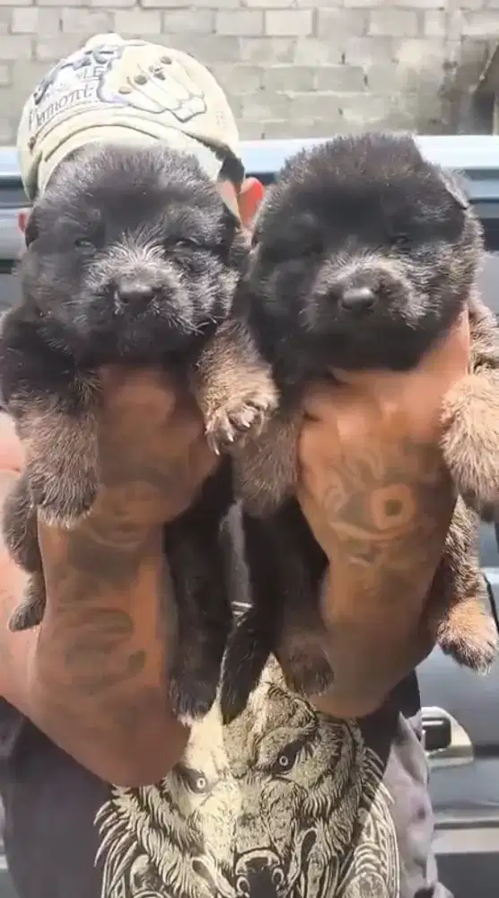 GSD Herder German Shepheed Male