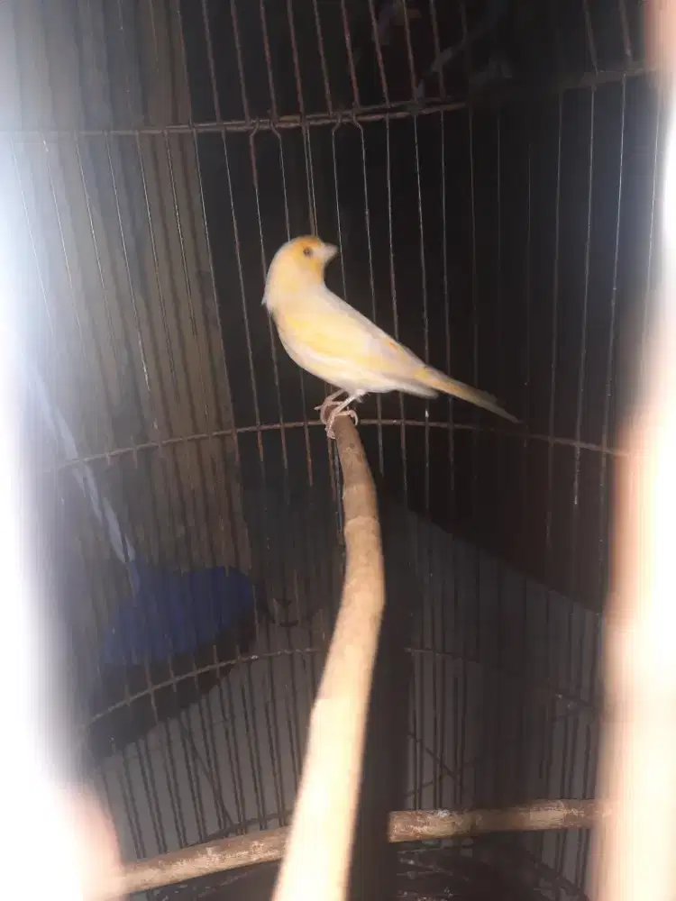 Kenari af muda belajar ngeroll..