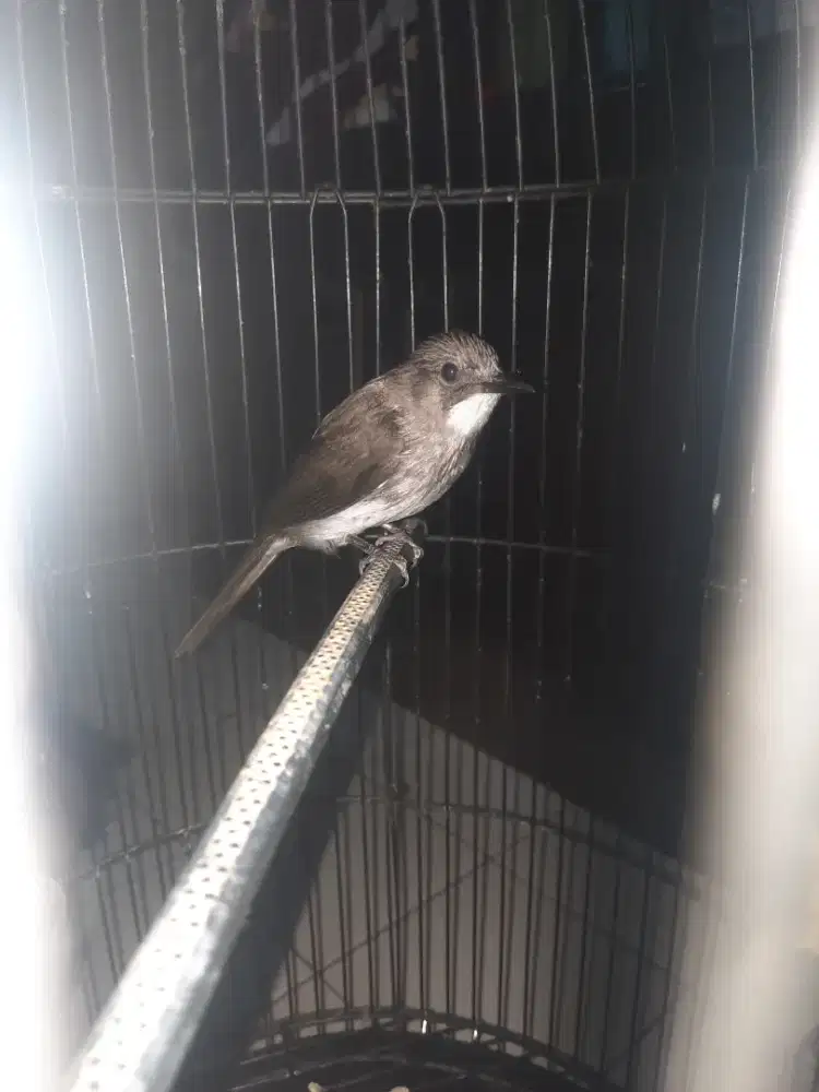 Brinji kelabu gacor suara ngekek kuntilanak..