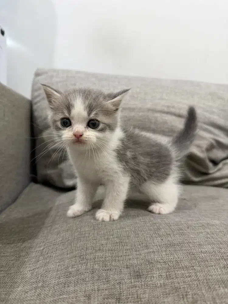 Anak Kucing Kitten British Mix Munchkin - Grey & White