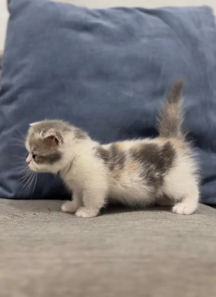 Anak Kucing Kitten British Mix Scottish Munchkin - Calico