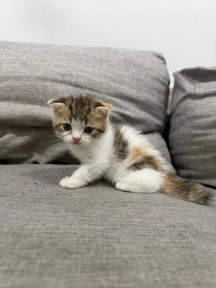 Anak Kucing Kitten British Mix Scottish Munchkin - Calico