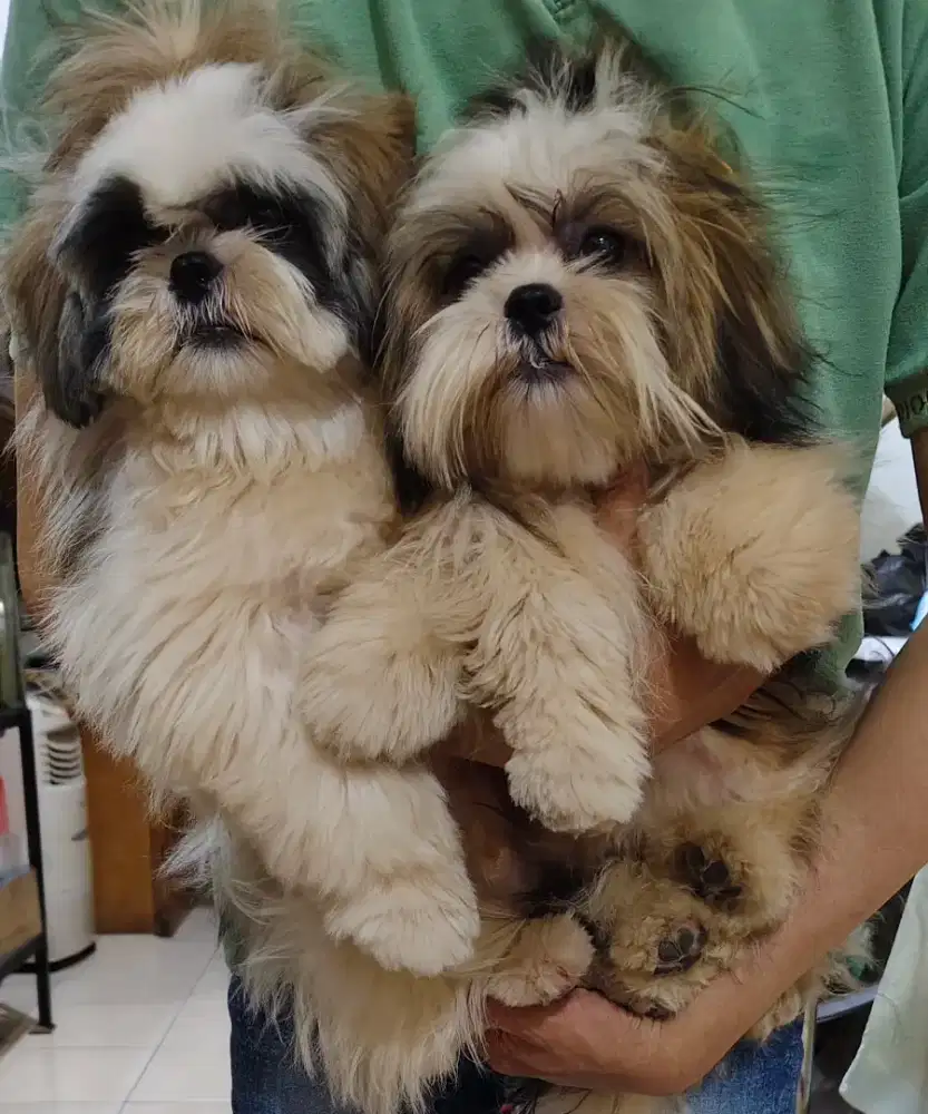 Anjing  ShihTzu