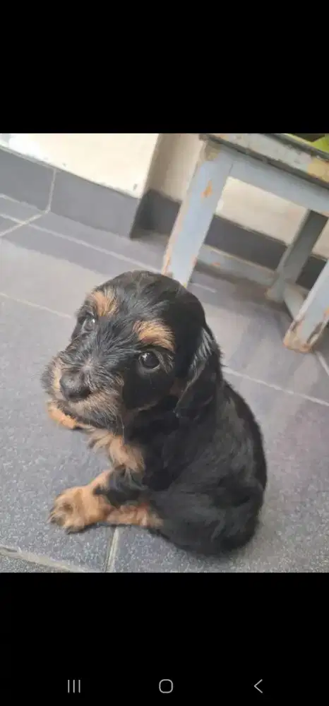 poodle party color 100% pure poodle