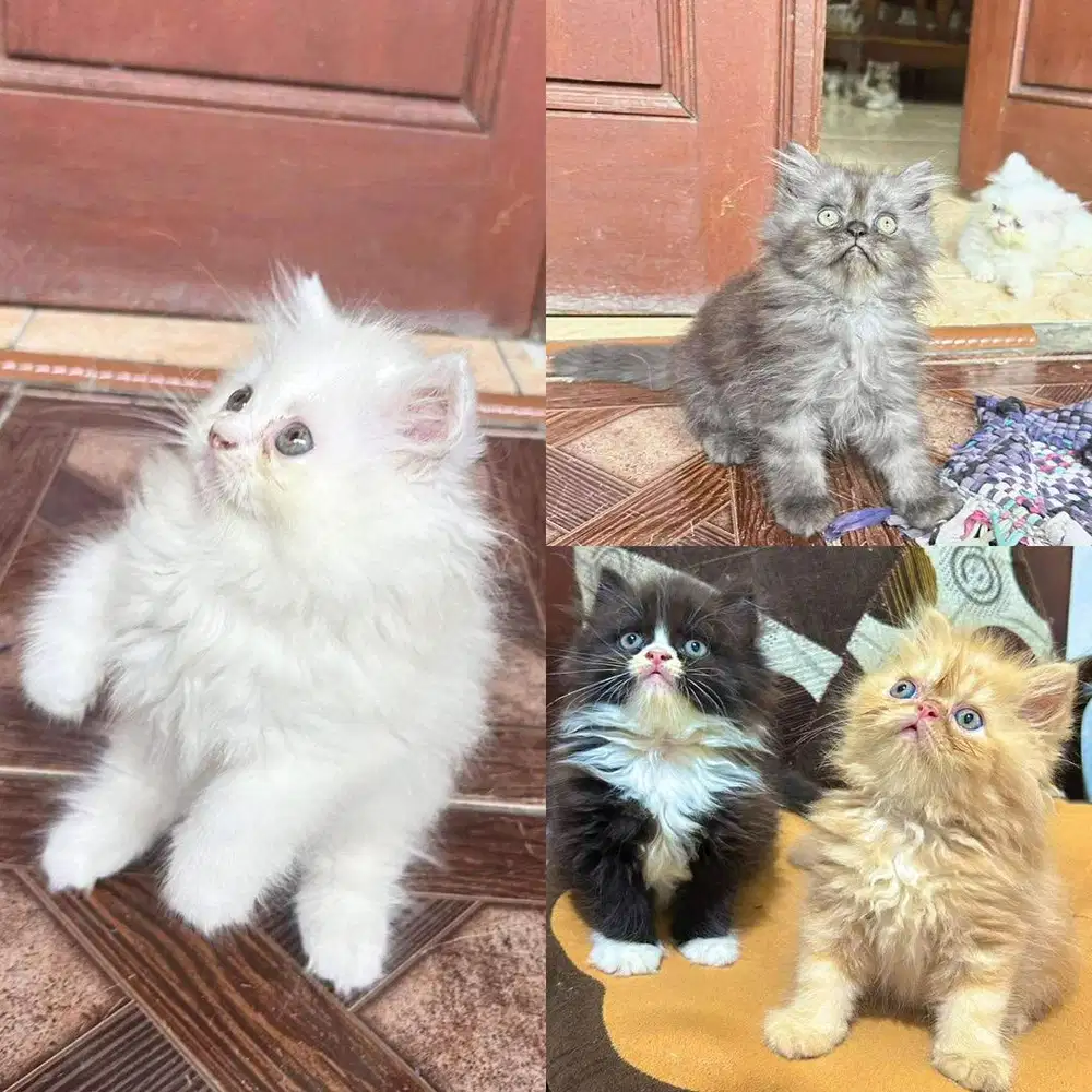 Anak kucing putih betina peranakan norwegia