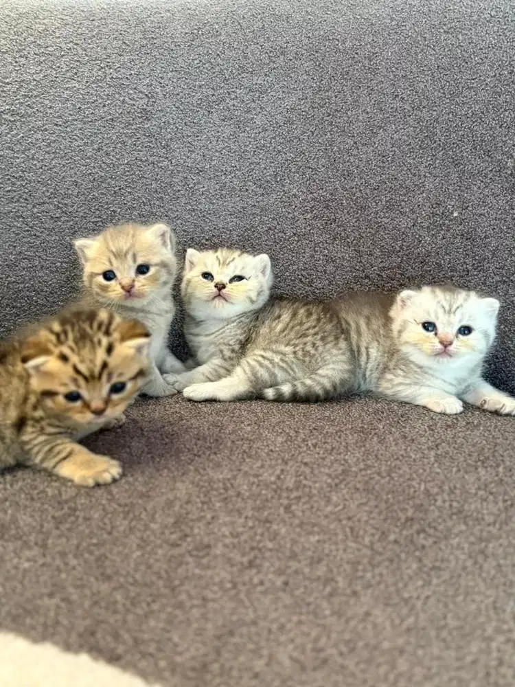 Bsh golden & silver tabby