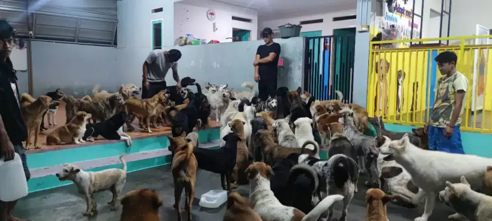 KERJA URUS ANJING