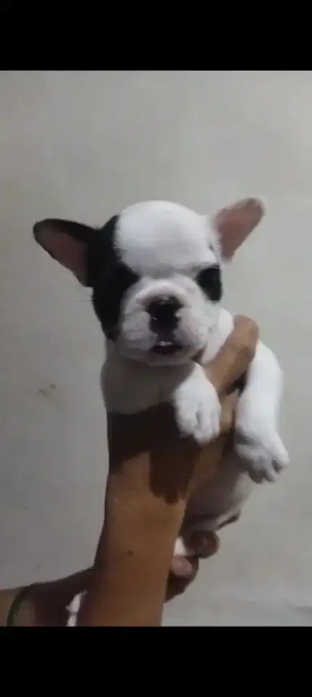 Jual FRENCH BULLDOG puppy BETINA