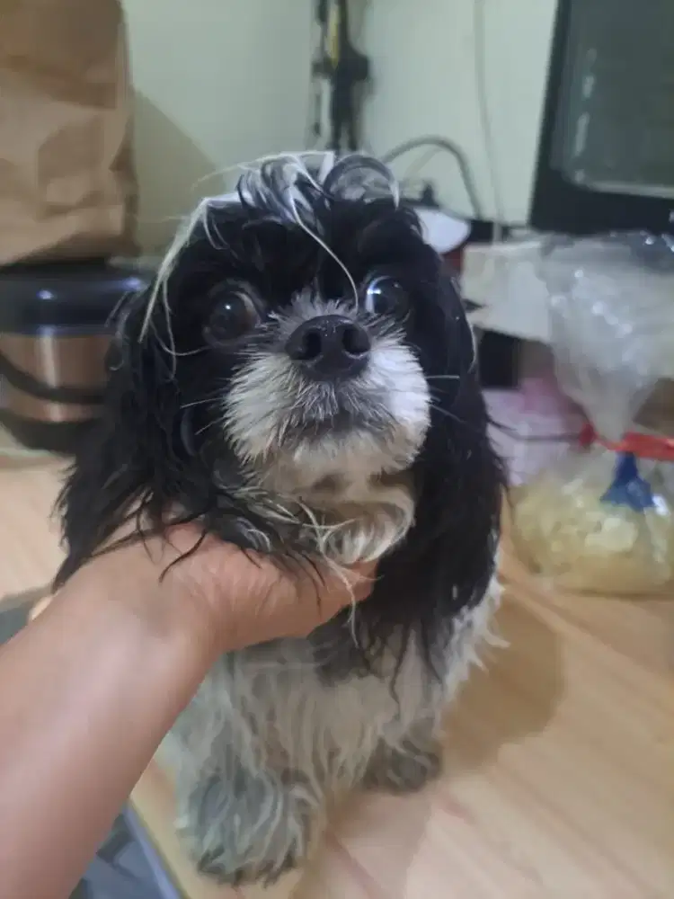 Dijual Anjing Shitzu