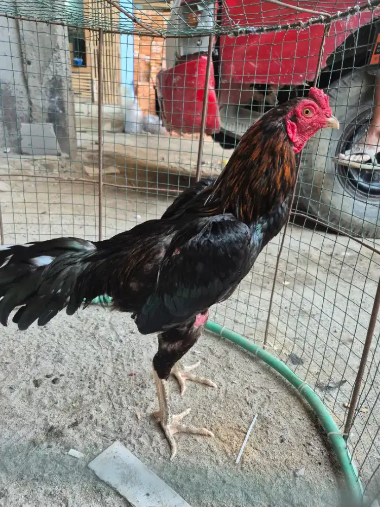 Di jual ayam aduan