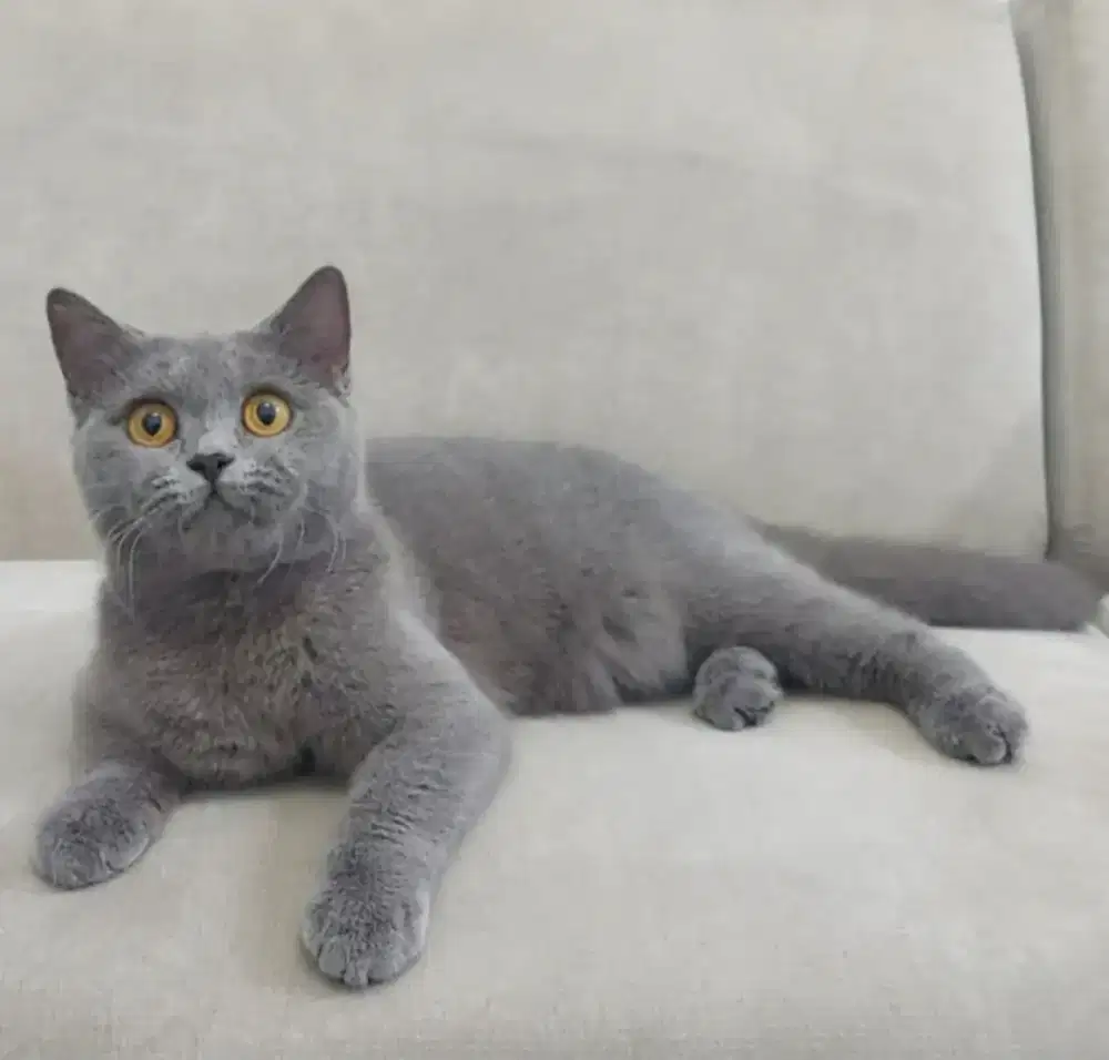 British Shorthair Blue