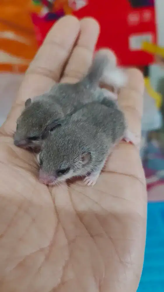 Tupai mini Afrika Pigmy Dormice