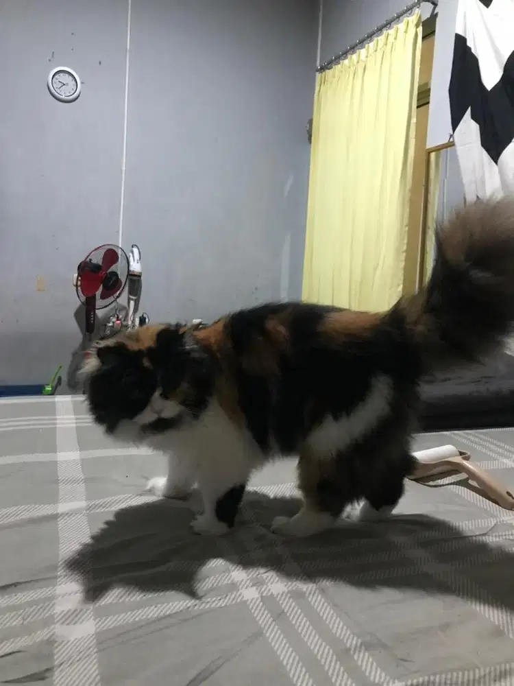 FLATNOSE BETINA CALICO