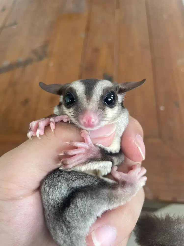 sugar glider betina