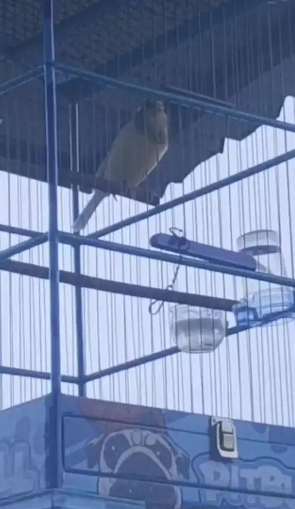 Yogser lokal jumbo gacoor minus dikit