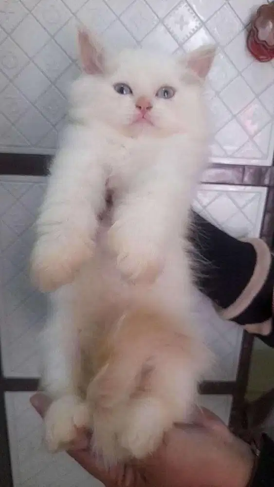 Kucing putih jantan norwegian mata biru