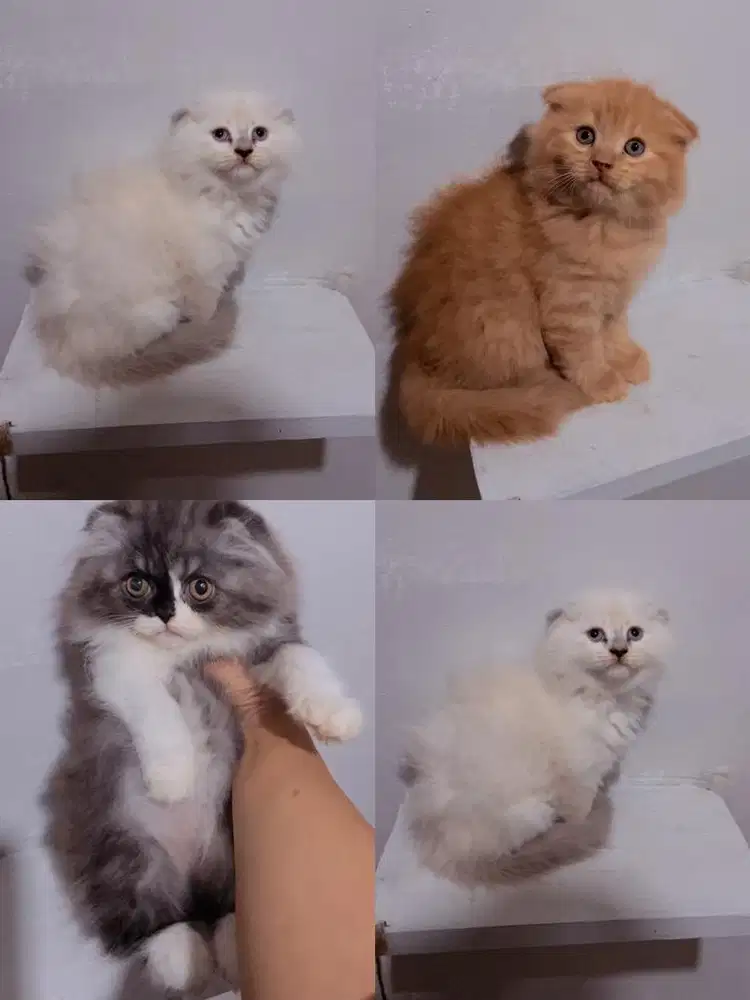 Kucing scotish fold female dan malle