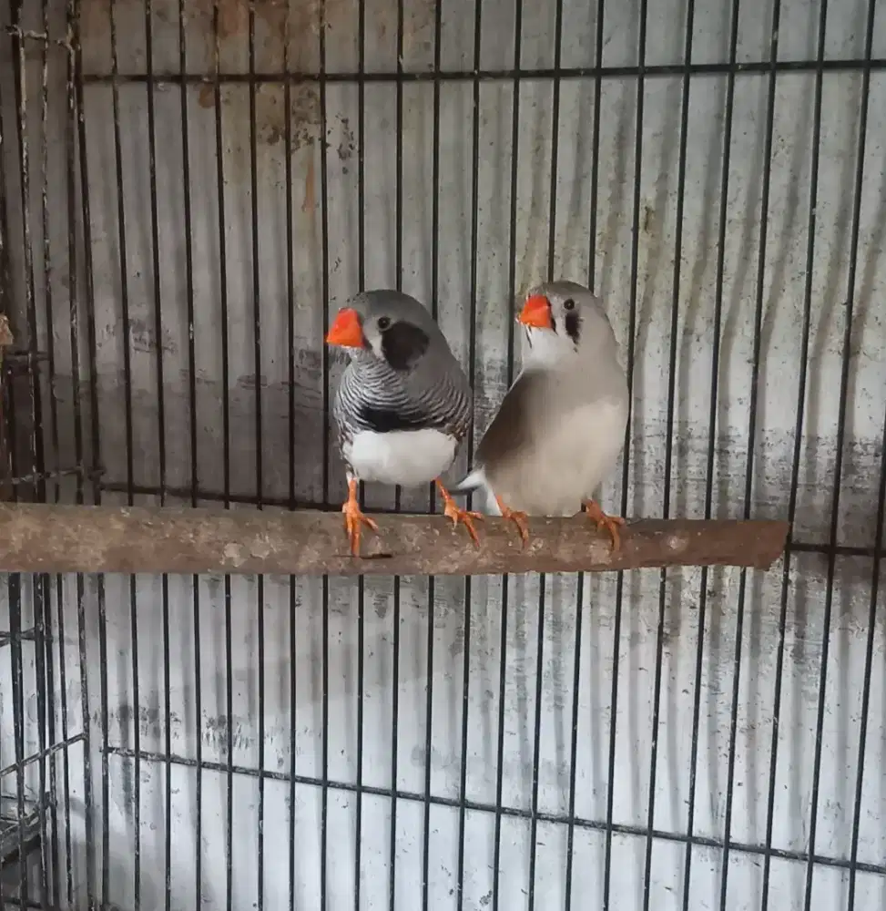 Burung zebra finch sepasang