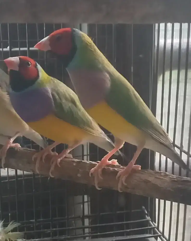 Gold amadine jantan perekor