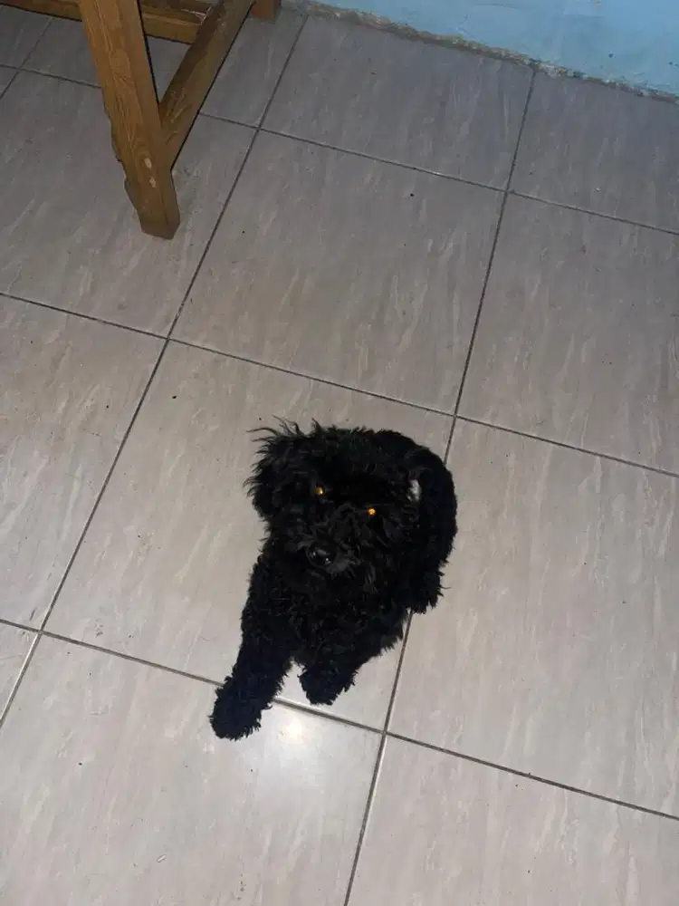 Jual murah Anakan Poodle 5bln