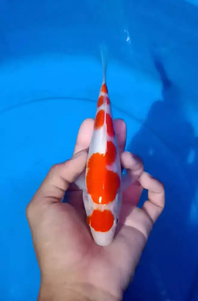 JUAL IKAN KOI LOKAL & IMPORT