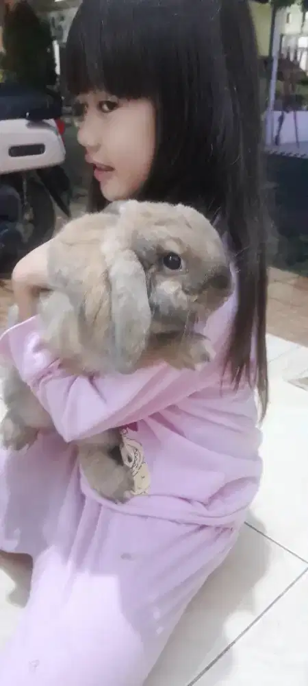 Kelinci Holland Loop import