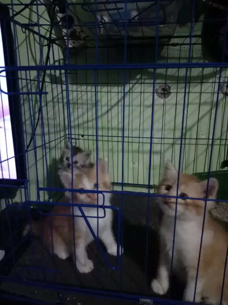 Kitten keturunan persia ada 3 ekor usia 2 bulan