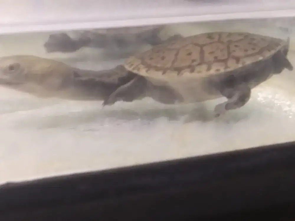 Kura siebenroky jarang ada