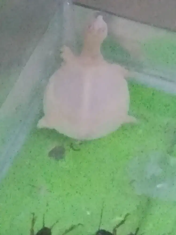 Kura albino makan rakus