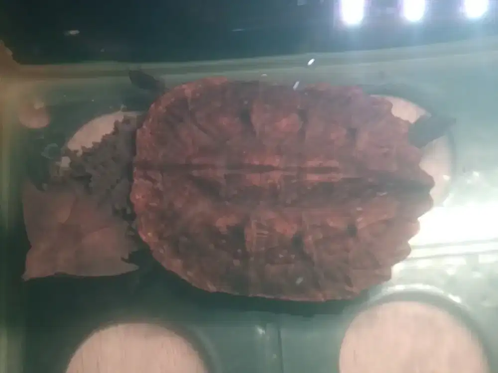 Kura mata mata 15cm karapas lumayan jumbo barang langka kolektor