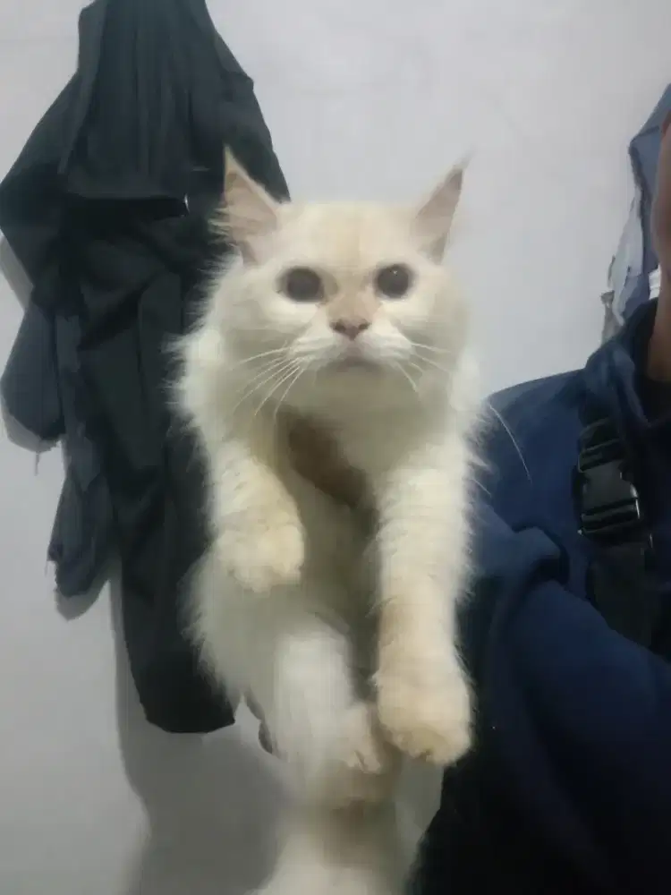 Himalaya redpoint jantan 7bulan