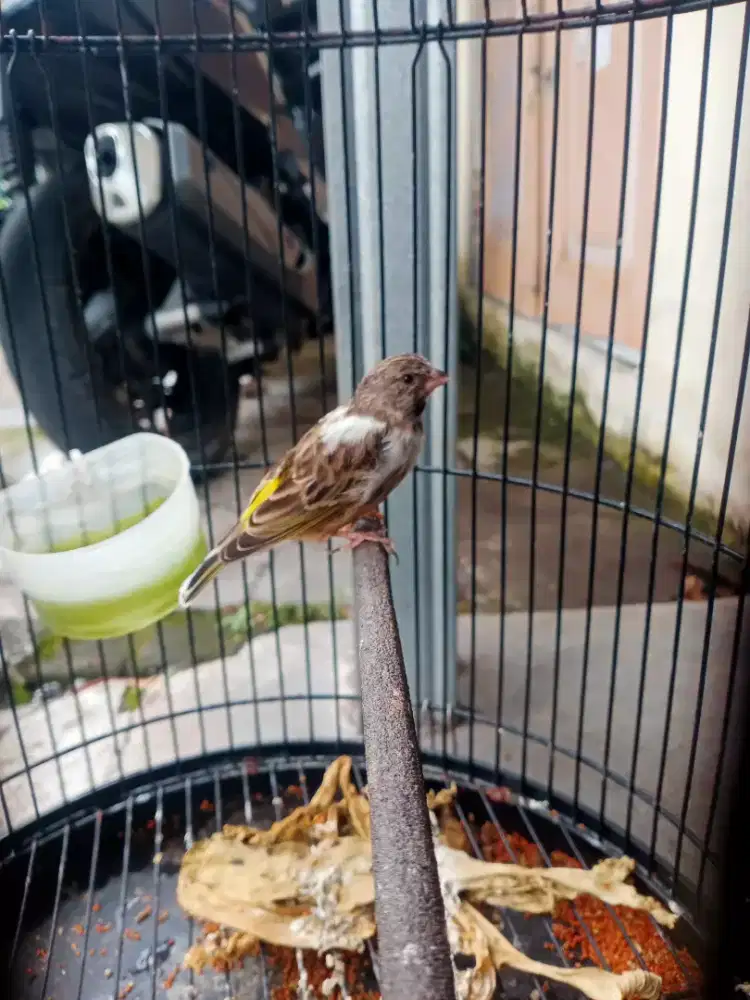 Blacsurt jantan blorok