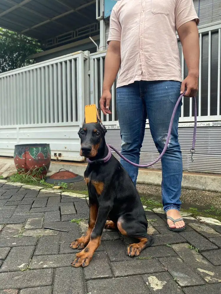 Doberman Betina Super Quality