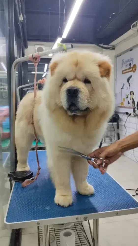 White Chow Chow Jantan stamboom