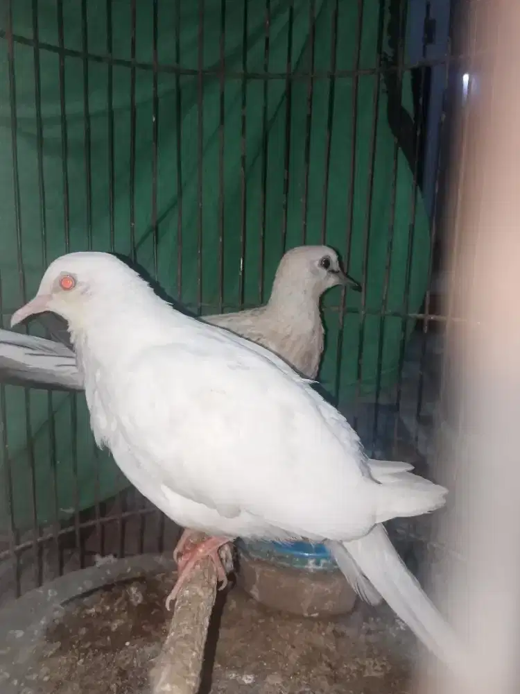 Tekukur Albino MM vs Leopard