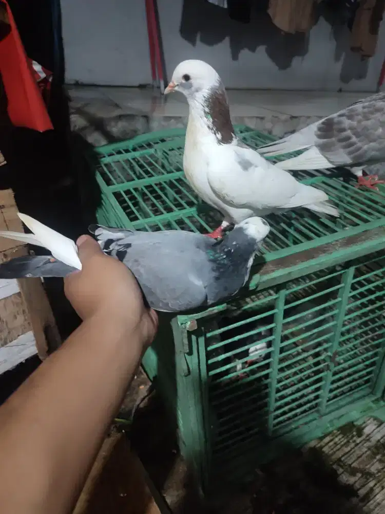 Merpati blantong megan