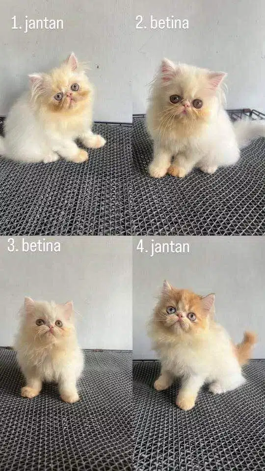 kucing peaknose peranakan