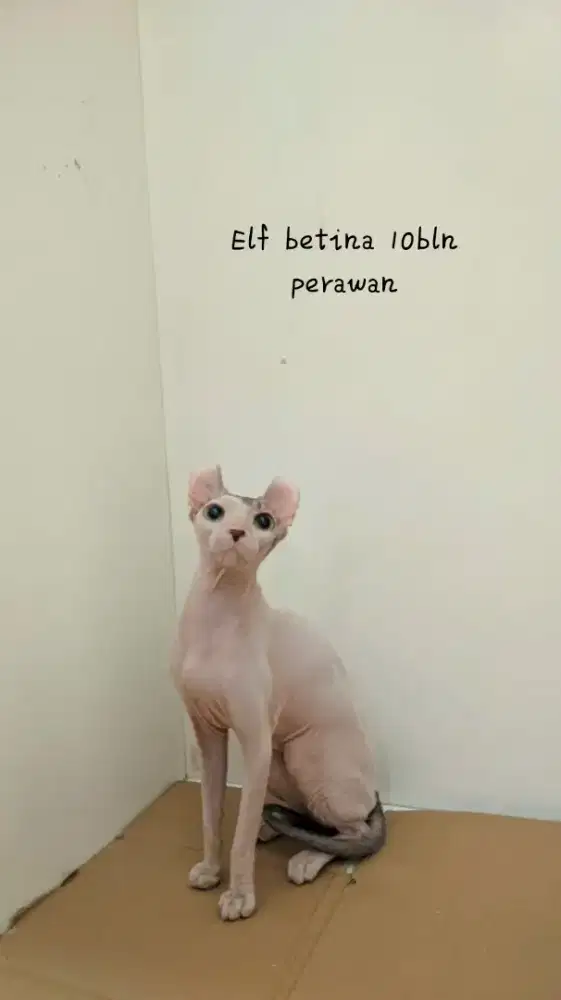Sphynx elf betina