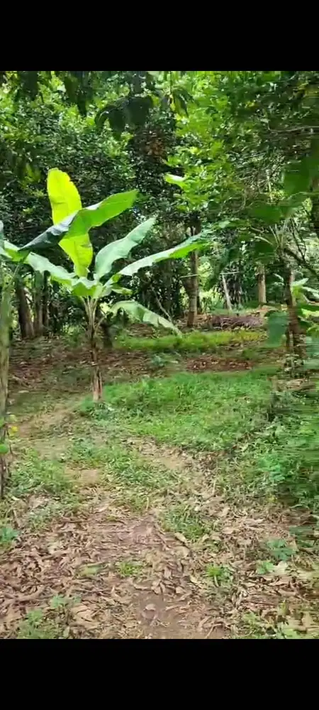 Dikual Tanah Daerah KAmpung Ciater Wareng  Desa Rawa Kalong Dekat BSD