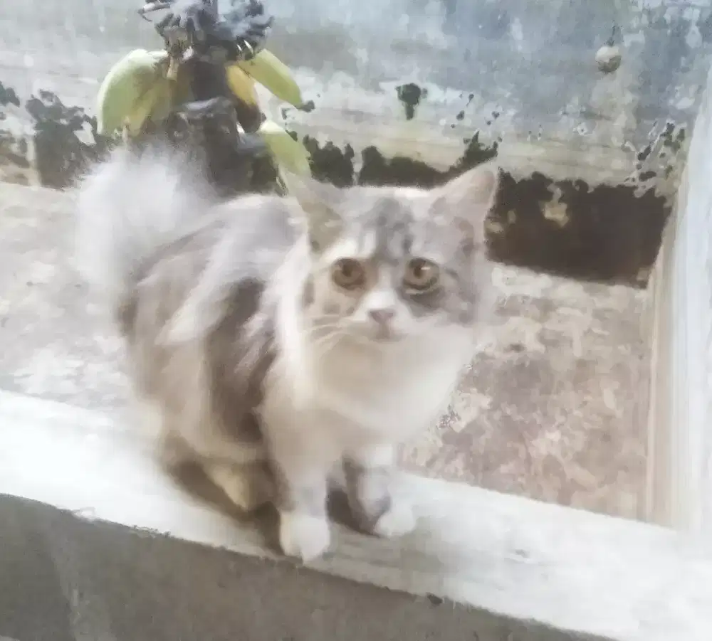 Alih adopsi Anggora betina