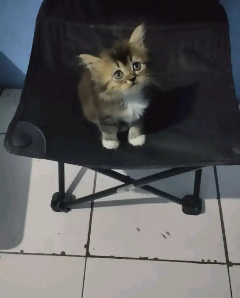 Kitten British Shorthair/BSH mix breed